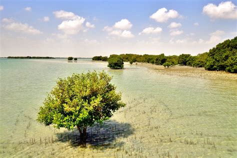 Qatar Mangroves Fact Magazine Qatar