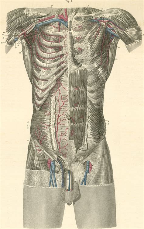 Upper Torso Anatomy Abdominal Anatomy Medical Illustration
