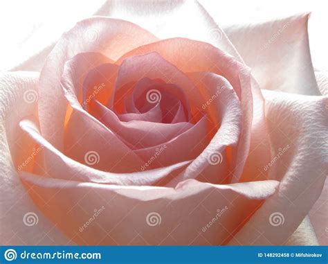 Delicate Pink Rose Close Up Stock Photo Image Of Flower Petals