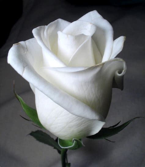 White Rose By Twofuzzysumos On Deviantart