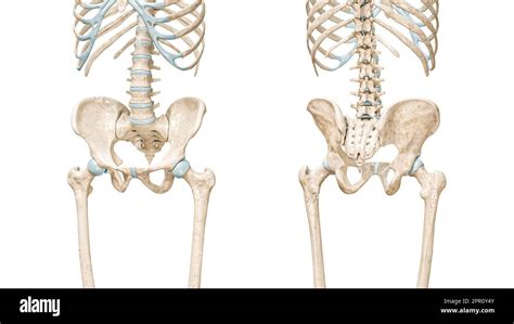 Posterior View Pelvis Cut Out Stock Images And Pictures Alamy
