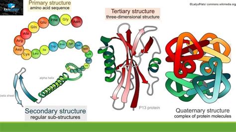 Structure And Function Of Proteins