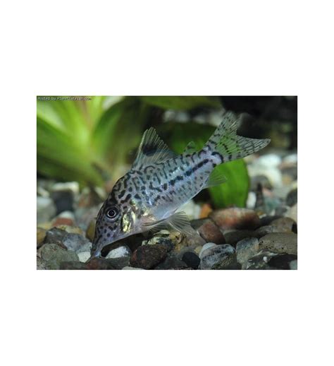 Corydoras Paleatus Long Fin