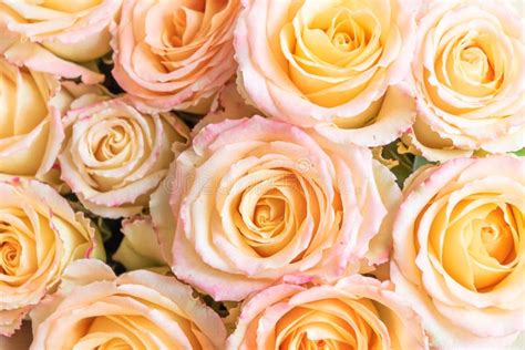 A Pattern Of Tender Lively Roses Stock Image Image Of Bloom Color