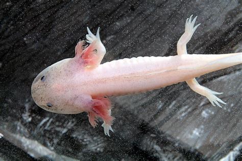 Axolotl Stock Photos Pictures And Royalty Free Images Istock