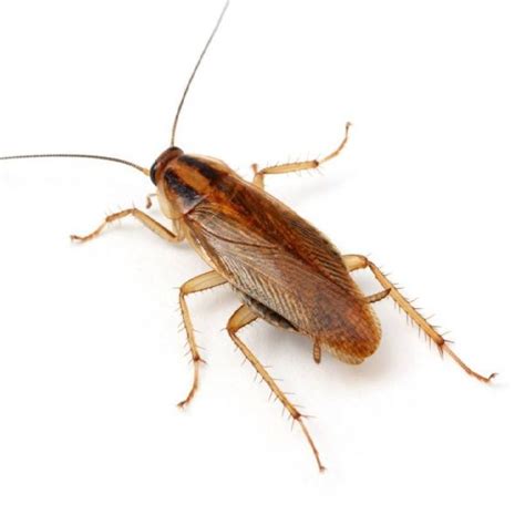 Cockroach Control Cape Town • Service Giant