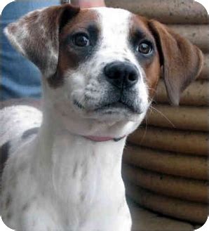 Dec 05, 2020 · blue heeler boxer mix; Bindy | Adopted Dog | Chandler, AZ | Boxer/Blue Heeler Mix