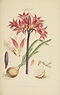 illustratio systematis sexual ||| botany ||| sotheby's n09659lot9ggcxen ...