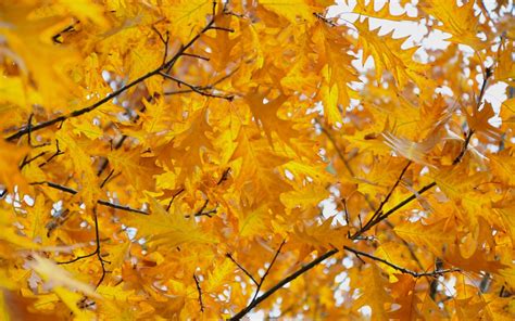 Autumn Yellow Leaves Season Wallpaper - Baltana