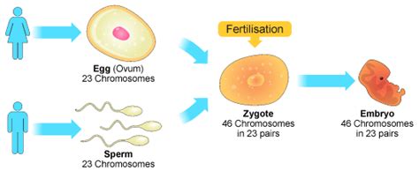 Bbc Gcse Bitesize Sex Cells And Chromosomes