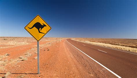 Kangaroos Could Help Injured Athletes Get Back In Game Mirage News