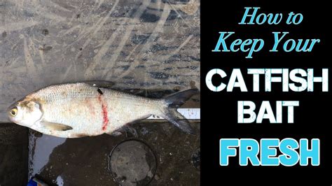 How To Keep Shad Fresh Catfish Bait Youtube