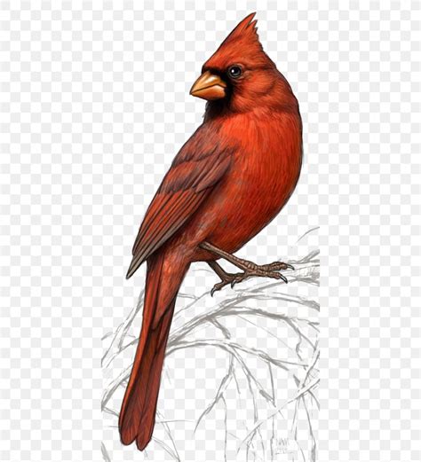 Bird Northern Cardinal St Louis Cardinals Clip Art Png 426x903px