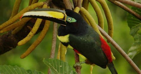 Toucans Of The Rainforest In Ecuador Shiripuno Amazon Lodge