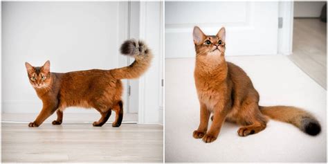 Meet Errol A Cat Who Looks Like A Fox Cattitude Daily