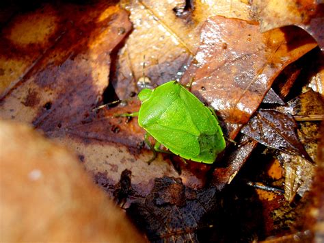 Green Stink Bug Wiki Everipedia