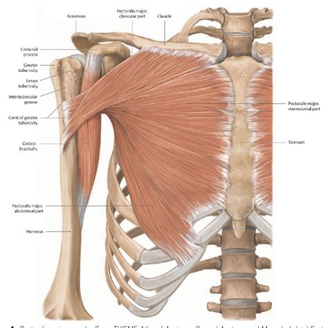Side View Chest Anatomy
