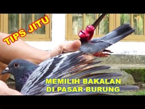 Pesen pagupon merpati murah kece. Tips Memilih Merpati di Pasar Burung Murah - YouTube