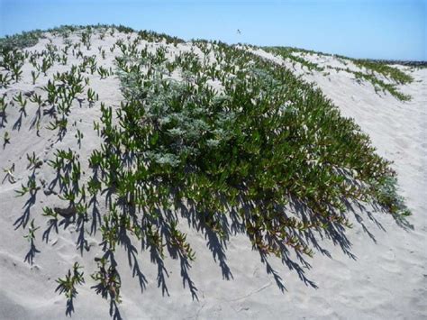 California Coastal Plants