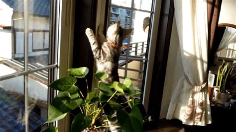 【そっちは危険だにゃ！】窓の外に居る飼い主さんを見た子猫、一生懸命に助けようとする´；ω；`♡ Peco（ペコ）