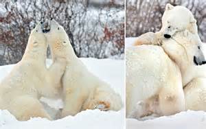 Give Me A Bear Hug Cute Moment Two Giant Polar Bears Share A Cuddle In