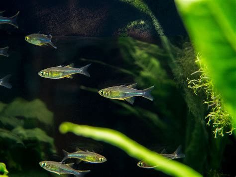 Celebes Rainbowfish Marosatherina Ladigesi Tank Bred Aquatic Arts