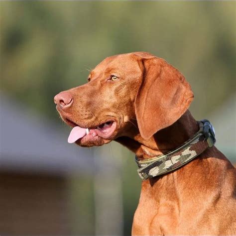 15 Amazing Facts About Vizsla Dogs You Probably Never Knew Page 4 Of