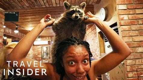 Play With Raccoons In South Korean Café Youtube