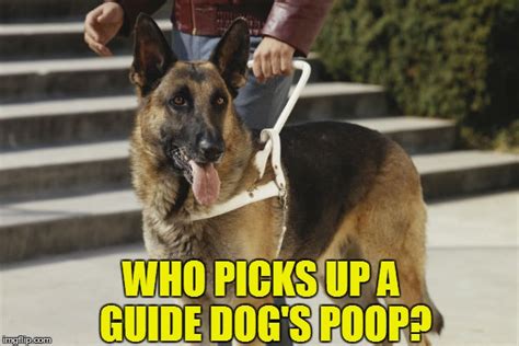 Camperdown Funny Dog Poop Meme