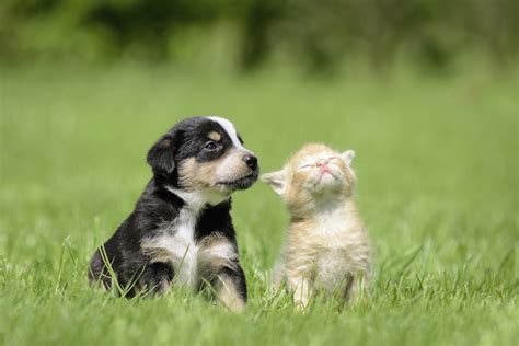 Consejos Para Adoptar Un Animal De Compañía Fundación Affinity