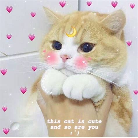Pin By Caroline On Catto Cute Cat Memes Cute Love Memes