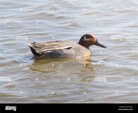 Mature Male Eurasian Or Common Teal Anas Crecca Swimming And Foraging