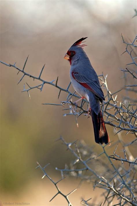 The blue bird of north america, history of the bluebird, ornithologists guide to bluebirds with links, gallery of bluebird pictures in flight and nesting. Pyrrhuloxia 2 by robbobert on deviantART | Nature birds ...