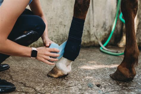 Navicular Disease In Horses Symptoms Prevention Treatment And More