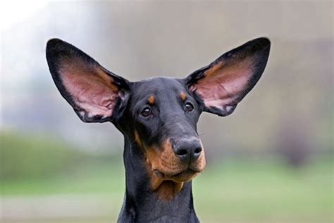 How To Keep Your Dogs Ears Clean And Healthy Perpetual Well