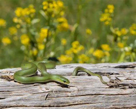 Smooth Green Snake Zoopedia Wiki Fandom