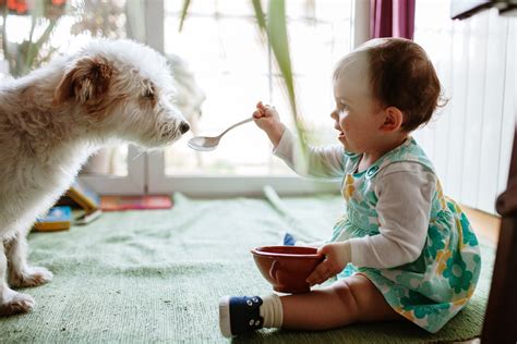 30 Adorable Photos Of Dogs And Babies Playing Together Funny Baby