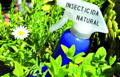 Aprende A Preparar Insecticidas Naturales El Men