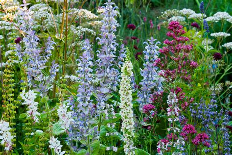 Gardening For Beginners The Cheats Guide To Herbaceous Borders