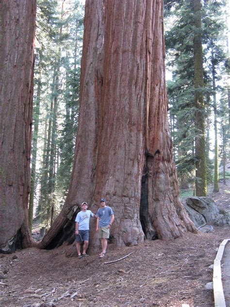 Trees Of Santa Cruz County Sequoiadendron Giganteum Giant Redwood