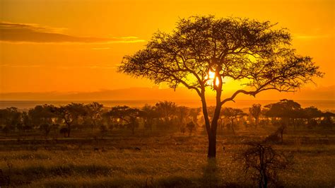 Golden Sunset Over The Savanna In Serengeti National Park Tanzania