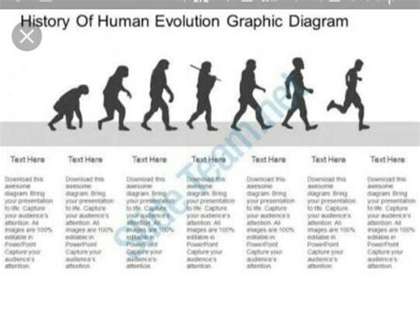Prepare A Flow Chart Showing Evolution Of Man Through Ages