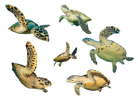 How Many Types Of Sea Turtles Are There