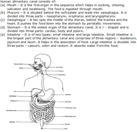 The solutions to tissues class 9 chapter cover all the concepts of this chapter and the questions are explained according to the cbse pattern for fetching impressive marks. Chapter 16 Digestive System - Frank Modern Certificate ...