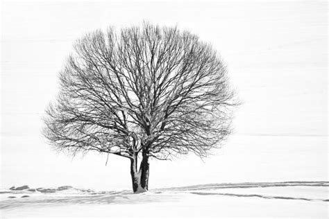 Bw Winter Tree Stock Image Image Of Natural Lone Winter 65959799