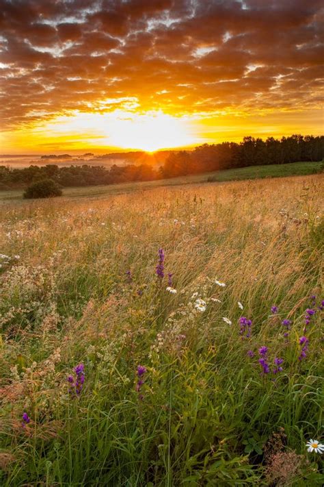 Flower Meadow In Countryside Under Scenic Sky In Sunrise Stock Image