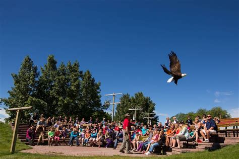 Alberta Birds Of Prey Foundation Owls Eagles Hawks And Falcons In