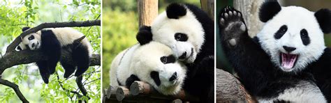 Where To See Pandas In China Top 10 Places To See Pandas