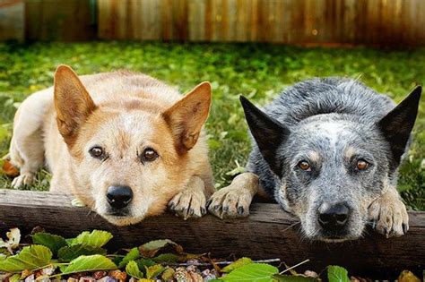 Red Heeler On Tumblr Aussie Cattle Dog Blue Heeler Dogs Austrailian