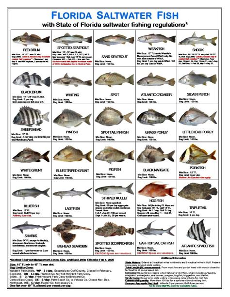 Saltwater Fish Id And Regulations Jumbo Card Florida 649241918806 Ebay